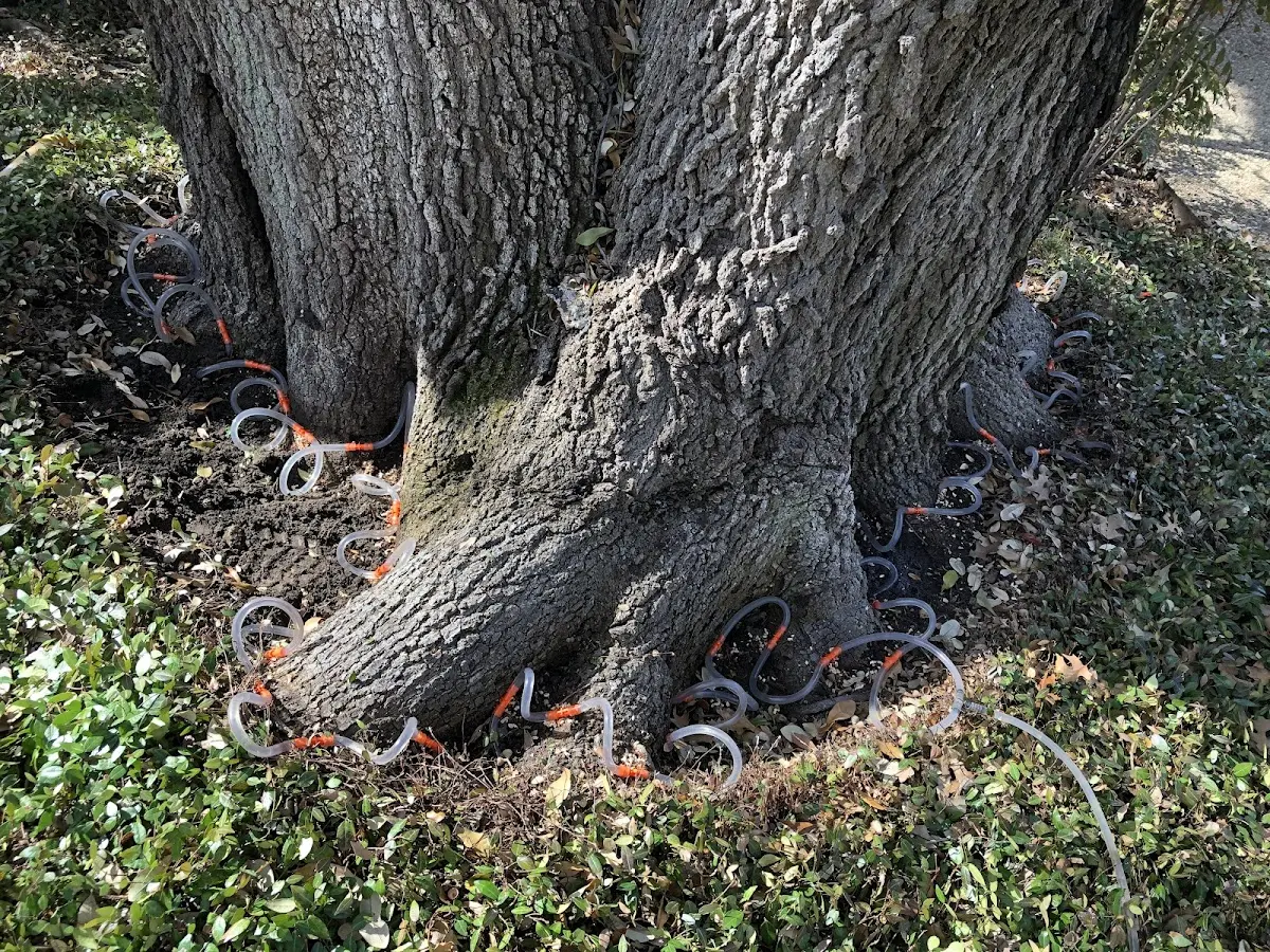 Detailed Tree Cabling and Bracing job site in Wautoma