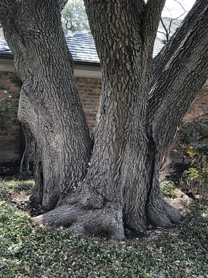 Mature heritage tree close to a Wautoma property cared for by certified arborists
